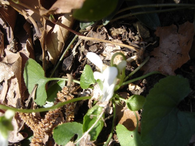 Viola alba e Viola reichenbachiana